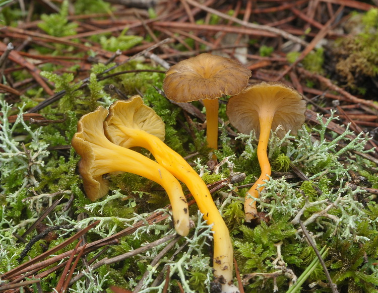 Cantharellus lutescens